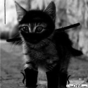 blackcat's Photo