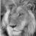 lions's Photo