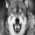 WolfOfLinux's Photo